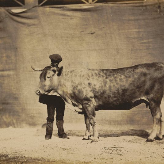 Vache Garonnaise, agée de 5 à 6 ans