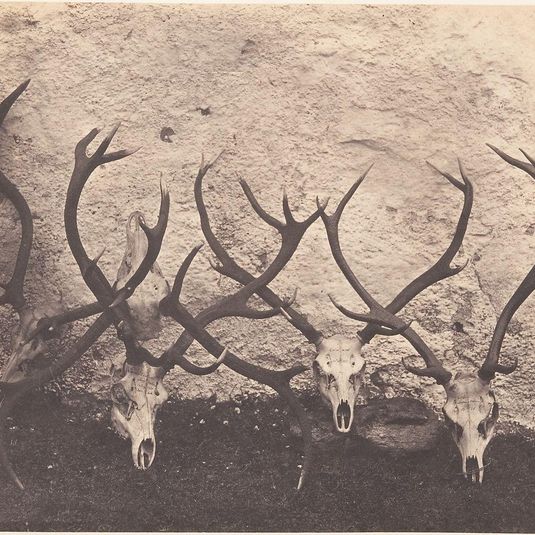 [Stags Heads - Dibedale]