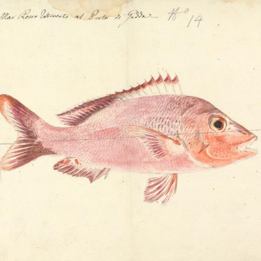 A Fish from the Red Sea