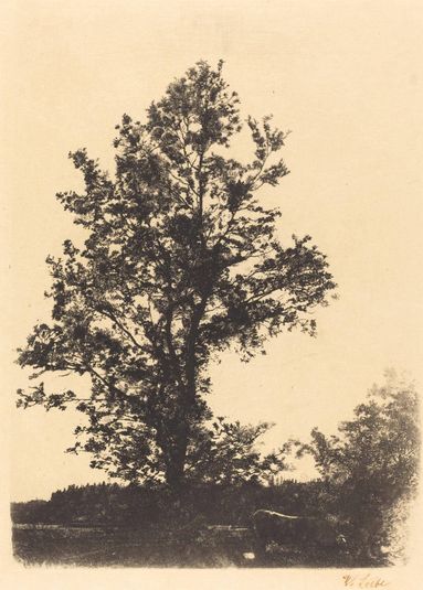 The Large Tree