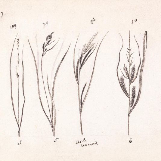 Four Species of Grasses