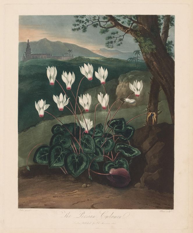 The Temple of Flora, or Garden of Nature:  The Persian Cyclamen