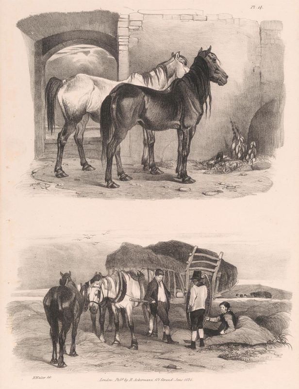 Untitled Images of Livestock, Plate 14