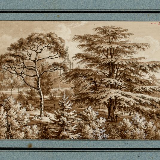 Cèdre du Liban au jardin des plantes, 1813