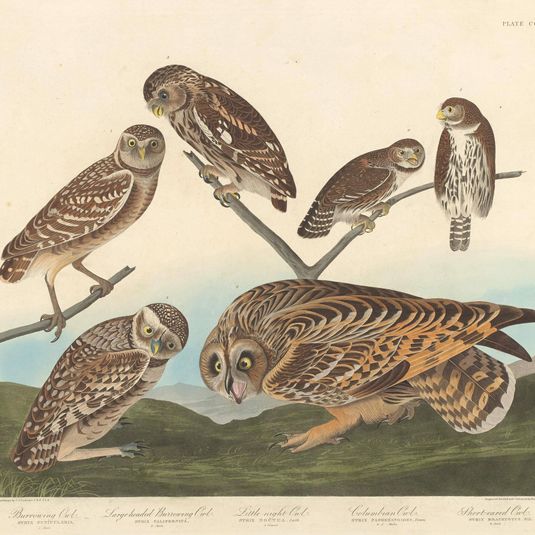 Burrowing Owl, Large-Headed Burrowing Owl andLittle Night Owl