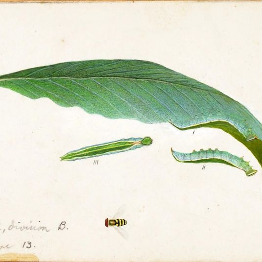 Unspotted Beach Leaf Edge Caterpillar, study for book Concealing Coloration in the Animal Kingdom