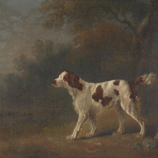 A Setter at the Edge of a Wood