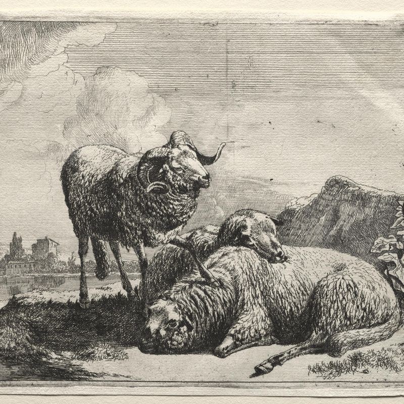 Ram and Two Sheep