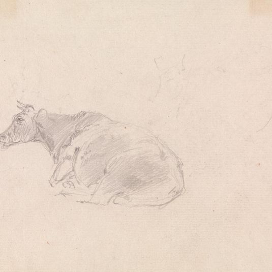 Study of a cow lying down