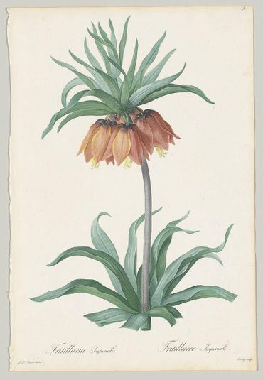 Plate 131, Fritillaria Imperialis; from "Les Liliacées"