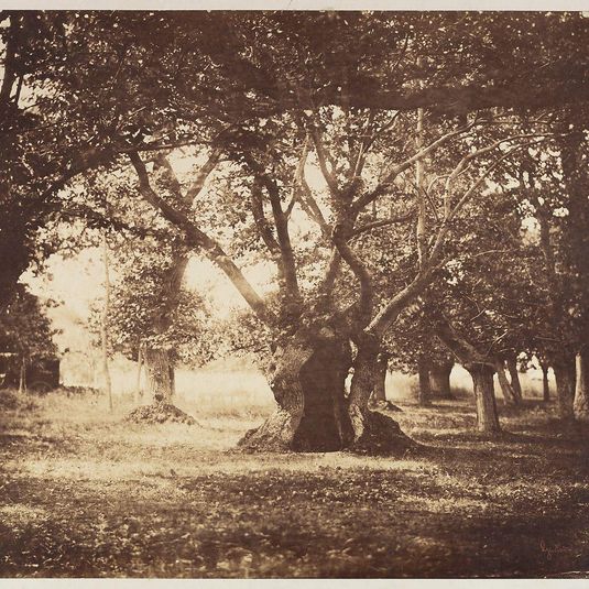 Hollow Oak Tree, Fontainebleau