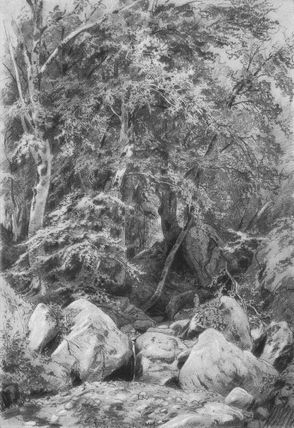 Trees near a stream on Mount Castel