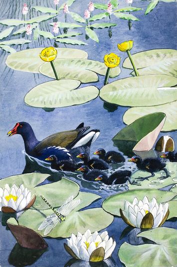 A moorhen and her young (Illustrations for What to Look for in Summer)
