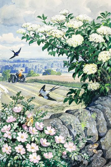 Wild rose, briar rose and elderflower on a stone wall (Illustrations for What to Look for in Summer)