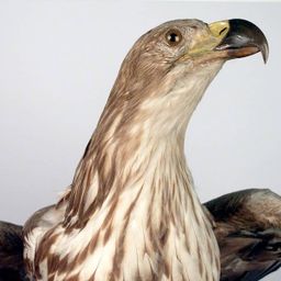 White Tailed Sea Eagle and Conclusion