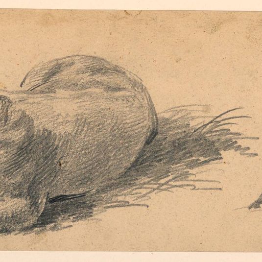 Study of a Young Bull Lying in a Meadow