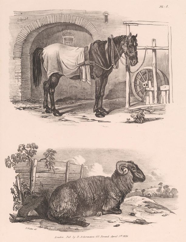 Untitled Images of Livestock, Plate 5