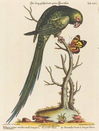 Psittacus minor viridis cauda longiore Occidentalis