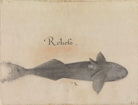 Remora, Ventral View, After the Original by John White in the British Museum [Caribbean and Oceanic, No. 29 A]
