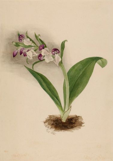 Showy Orchids (Orchis spectabilis)