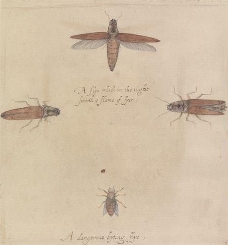 Fireflies and Gadfly, after the Original by John White in the British Museum [Caribbean and Oceanic, No. 7 A]