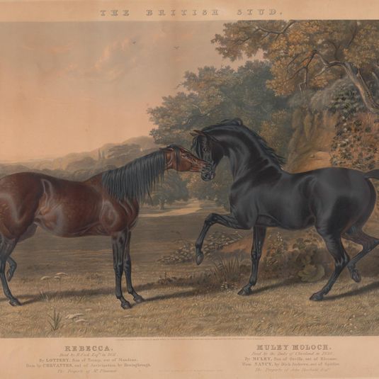 [Racing] The British Stud: Pl. 5. (lower left) "Rebecca" / Bred by R. Cock, Esqr. in 1831... ; (lower right) "Muley Moloch" / Bred by the Duke of Cleveland, in 1830...