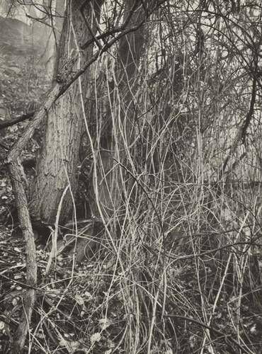 Untitled--Thicket