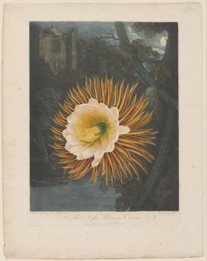 The Night-Blooming Cereus (Plate A)