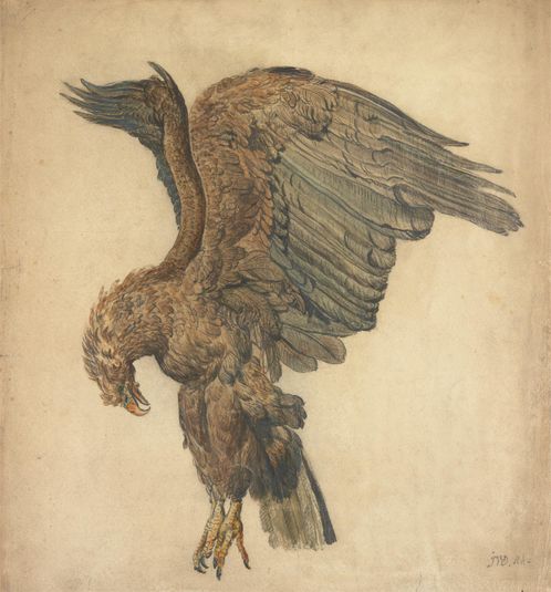 Study of a Plunging Eagle