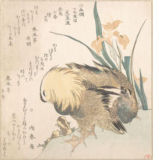 Pair of Mandarin Ducks and Iris Flowers