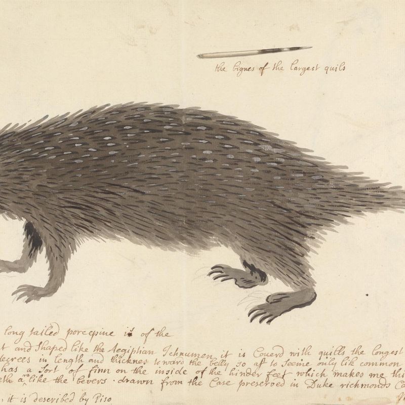 The Long-tailed Porcupine