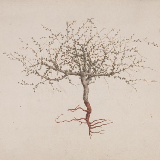 Commiphora gileadensis (L.) C. Chr. (Balm of Gilead, Opobalsam): finished drawing if tree's habit (with roots)