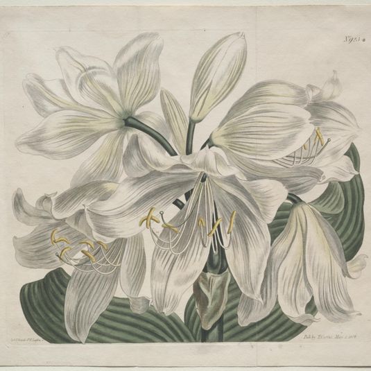 The Botanical Magazine or Flower Garden Displayed:  White Cape - Coast Lily