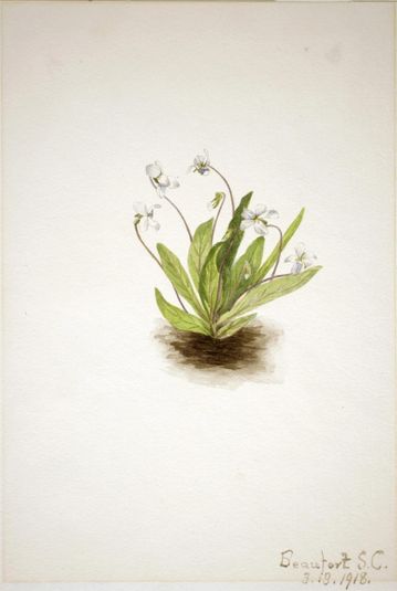 Primrose Violet (Viola primulifolia)