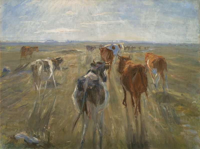 Long Shadows. Cattle on the Island of Saltholm