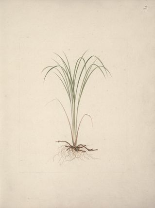 Cyperus species 1: finished drawing of sedge-like plant with roots