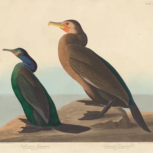 Violet-green Cormorant and Townsend's Cormorant