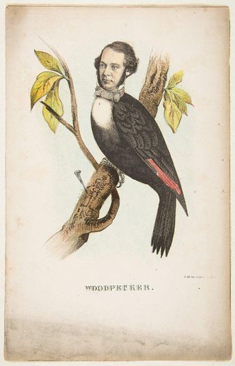 Woodpecker (William B. Gihon), from The Comic Natural History of the Human Race