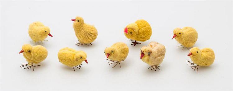 Baby Chicks By Giorgos Katekos