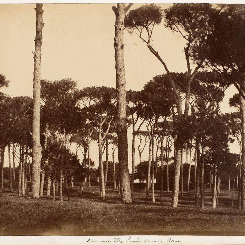 Stone Pines, Villa Pamfili Doria, Rome