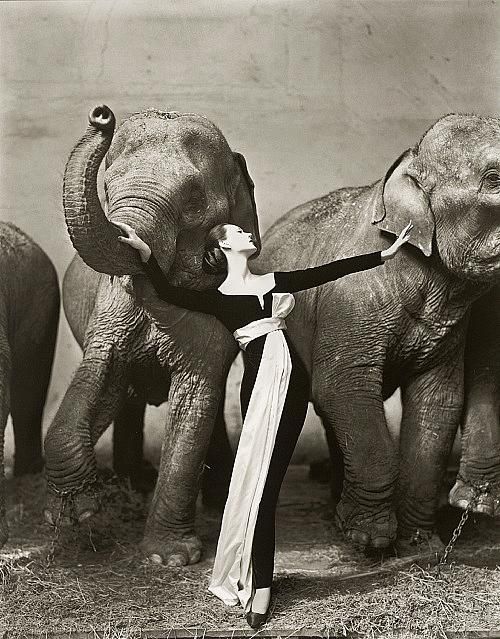 Dovima with Elephants, Evening Dress by Dior, Cirque d’Hiver, Paris, August 1955