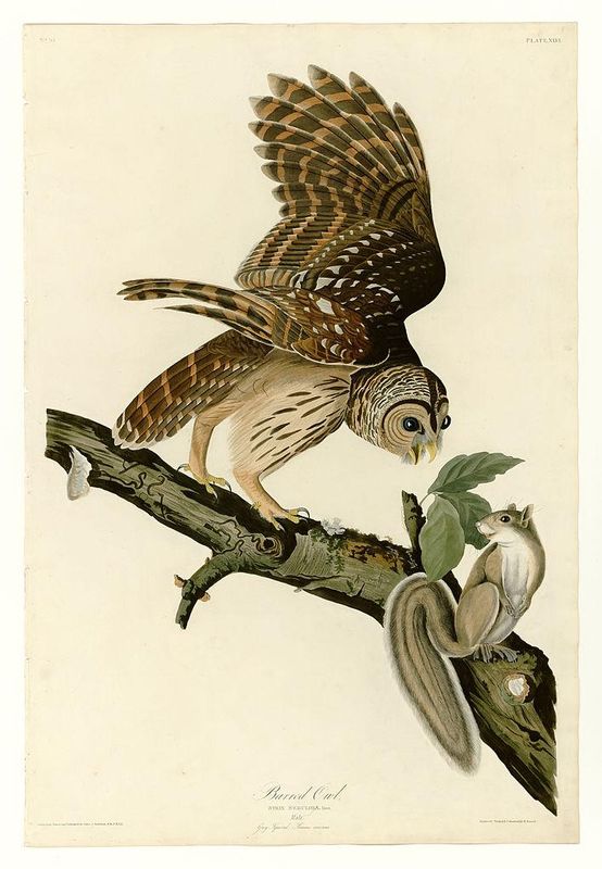 Plate 46. Barred Owl