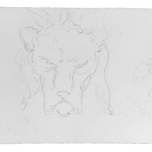 Frontal and Profile Studies of a Lion's Head