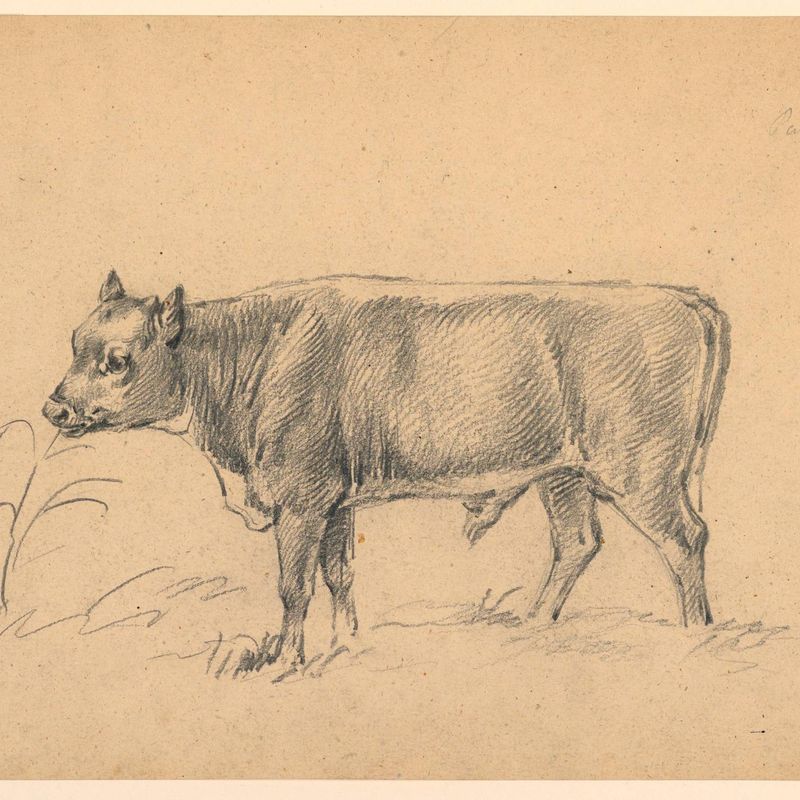 Study of a Young Bull Standing in a Meadow